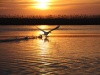 рыбалка в Астрахани, природа дельты Волги, лебедь.