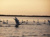 рыбалка в Астрахани, природа дельты Волги, лебеди.