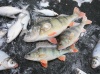 Астраханская область, база "World-Fish", зимняя рыбалка, Окунь.