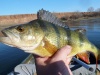 Астраханская область, база "World-Fish", рыбалка, Окунь.