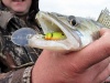 Астраханская область, база "World-Fish", рыбалка, Судак.