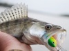 Астраханская область, база "World-Fish", рыбалка, Судак.