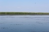 Астраханская область, Володаровский район, рыболовно-охотничья база "ПИРАНЬЯ-ДЕЛЬТА", акватория, природа