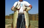 Астраханская область, база "World-Fish", рыбалка, Щука.