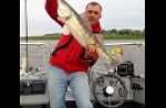 Астраханская область, база "World-Fish", рыбалка, Судак.