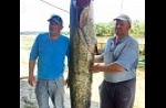 Астраханская область, база "World-Fish", рыбалка, Сом.