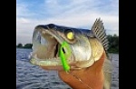 Астраханская область, база "World-Fish", рыбалка, Судак.